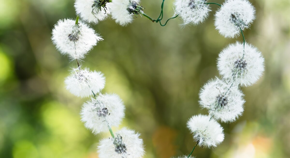 Weiße Löwenzahn-Pusteblumen formen ein Herz an einem Ast vor verschwommenem grünem Frühlingshintergrund.
