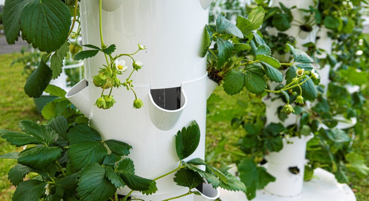 Weißer Erdbeerturm mit Erdbeerpflanzen, grünen Blättern und kleinen Blüten stehen im Garten im Tageslicht.