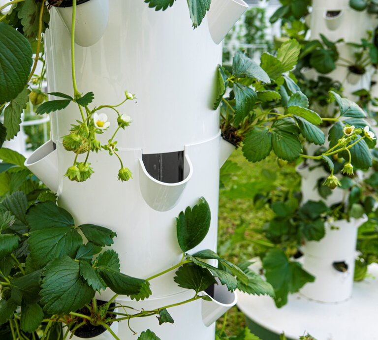 Weißer Erdbeerturm mit Erdbeerpflanzen, grünen Blättern und kleinen Blüten stehen im Garten im Tageslicht. | © GettyImages/Iryna Dobytchina