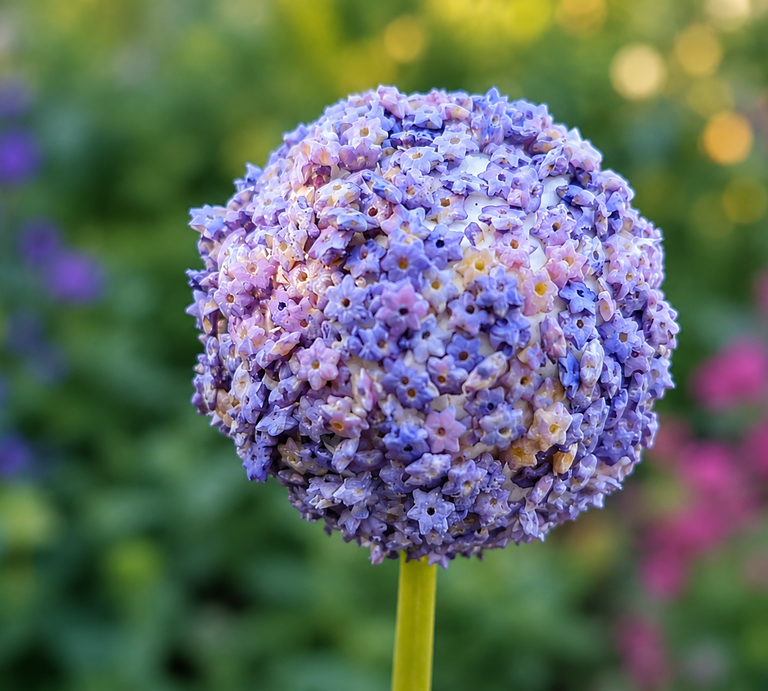 Kugelrunde Blüte aus violett und rosa gefärbten Sternchennudeln auf grünem Stiel vor weich verschwommenem Gartenhintergrund. | © Generiert mit KI (Erstellt mit ChatGPT) 