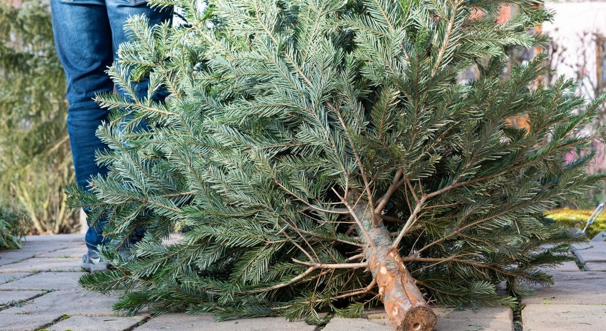 Ein gefällter Weihnachtsbaum liegt auf hellen Pflastersteinen, während eine Person in Jeans und Jacke im Hintergrund steht.