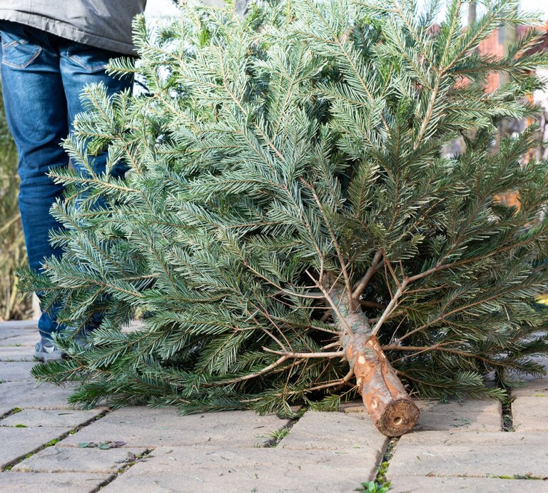 Ein gefällter Weihnachtsbaum liegt auf hellen Pflastersteinen, während eine Person in Jeans und Jacke im Hintergrund steht. | © Adobe Stock/SKatzenberger