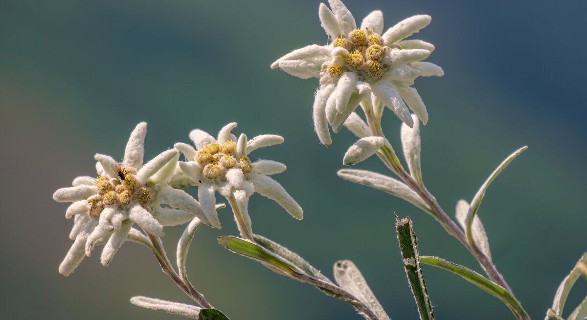 Zu sehen ist Edelweiss-Blume in einer Detailaufnahme