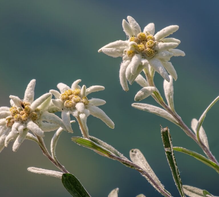 Zu sehen ist Edelweiss-Blume in einer Detailaufnahme | © Shutterstock/Kluciar Ivan