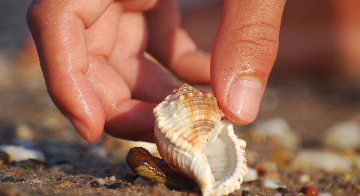 Eine nasse Hand hebt eine muschelförmige Schnecke vom sandigen Strand mit kleinen Steinen auf.