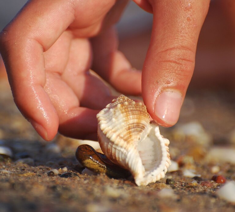 Eine nasse Hand hebt eine muschelförmige Schnecke vom sandigen Strand mit kleinen Steinen auf. | © Adobe Stock/Ivan