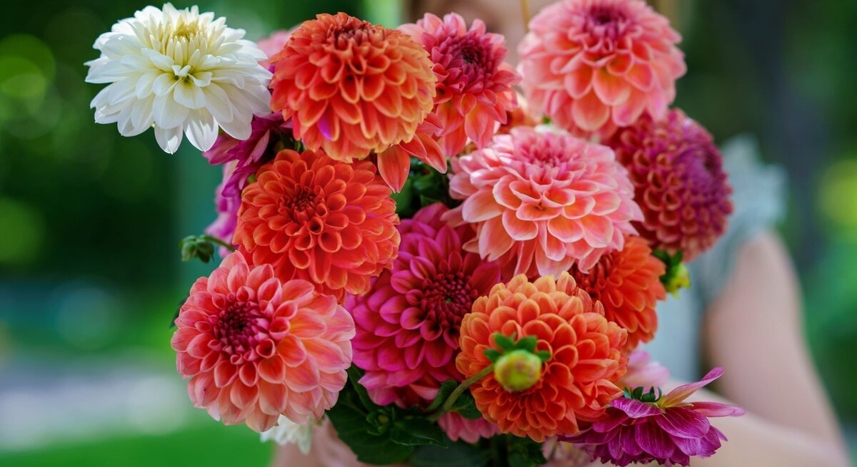 Bunter Dahlienstrauß mit leuchtenden Blüten in Rosa, Orange und Weiß, von einem Kind vor verschwommenem Gartenhintergrund gehalten.