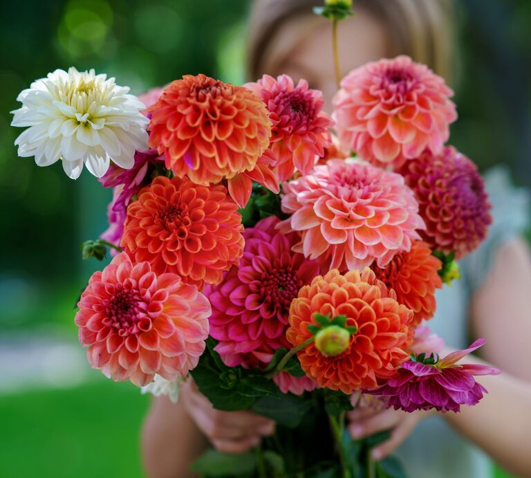 Bunter Dahlienstrauß mit leuchtenden Blüten in Rosa, Orange und Weiß, von einem Kind vor verschwommenem Gartenhintergrund gehalten. | © Shutterstock/Irina WS