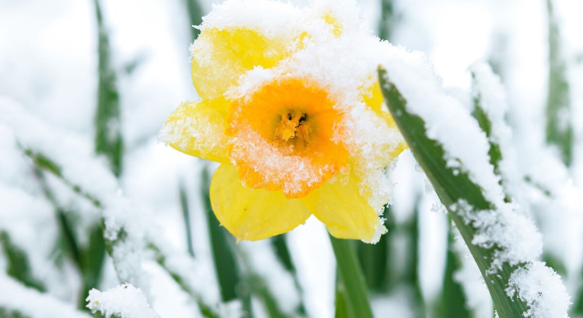 Eine leuchtend gelbe Narzisse ist von Schnee bedeckt, ihre Blütenblätter ragen aus dem frostigen Weiß zwischen grünen Halmen.