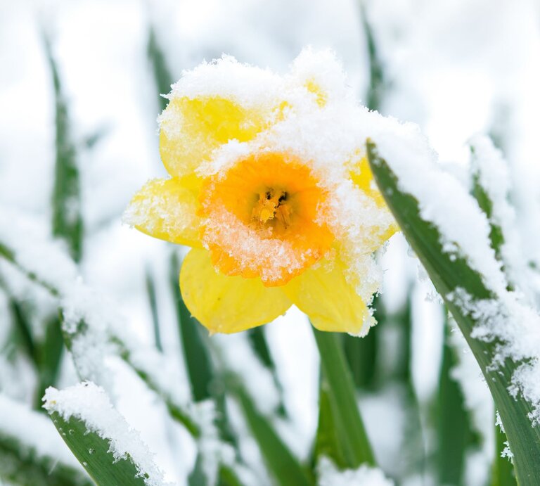 Eine leuchtend gelbe Narzisse ist von Schnee bedeckt, ihre Blütenblätter ragen aus dem frostigen Weiß zwischen grünen Halmen. | © AdobeStock/WDnet Studio