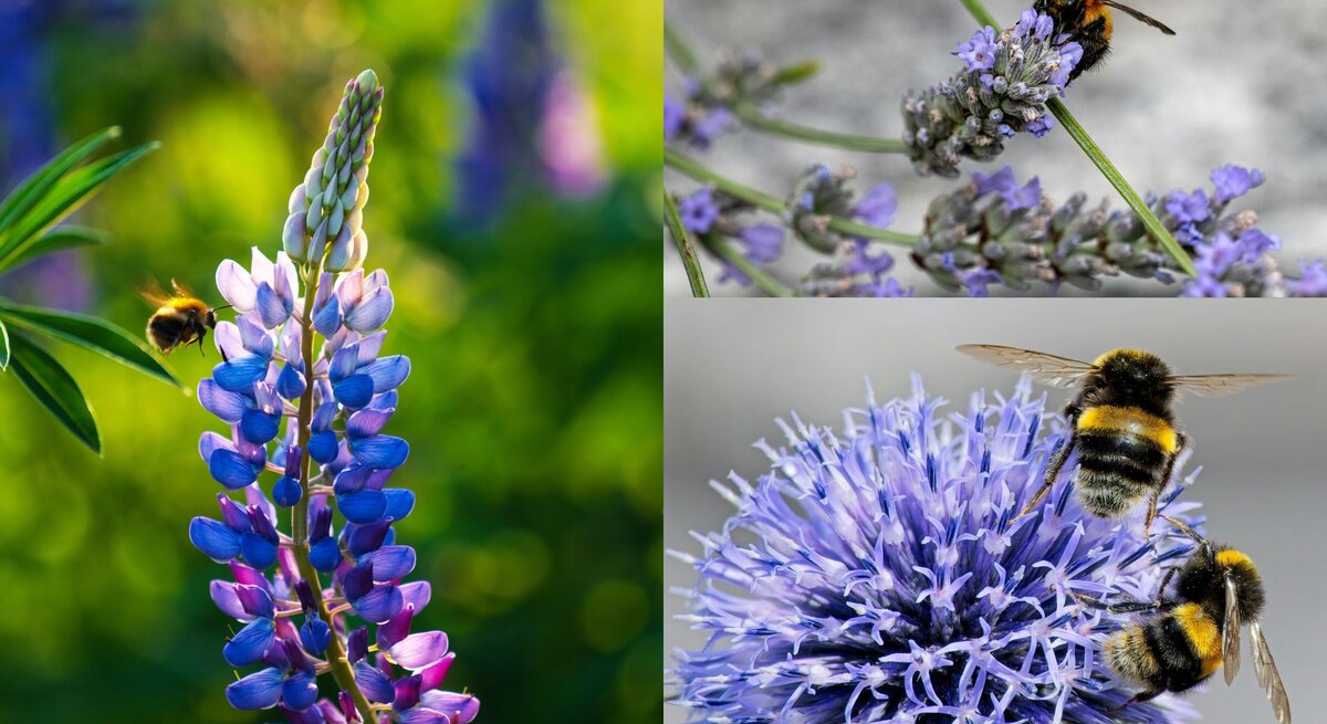Eine Hummel schwebt am Morgen vor einer violett-blauen Lupinenblüte in einem grünen Garten.