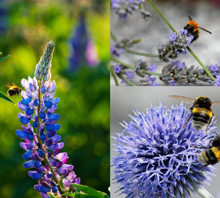 Eine Hummel schwebt am Morgen vor einer violett-blauen Lupinenblüte in einem grünen Garten. | © Canva/Collage: bildderfrau.de