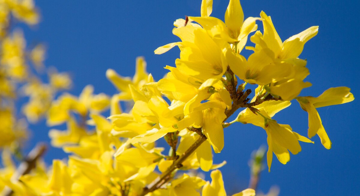 Leuchtend gelbe Forsythienblüten öffnen sich dicht gedrängt an einem Zweig vor klarem, tiefblauem Himmel im warmen Frühlingslicht.