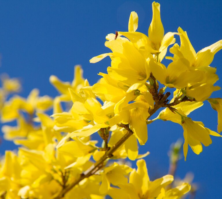 Leuchtend gelbe Forsythienblüten öffnen sich dicht gedrängt an einem Zweig vor klarem, tiefblauem Himmel im warmen Frühlingslicht. | © Shutterstock/Aleksandra Duda