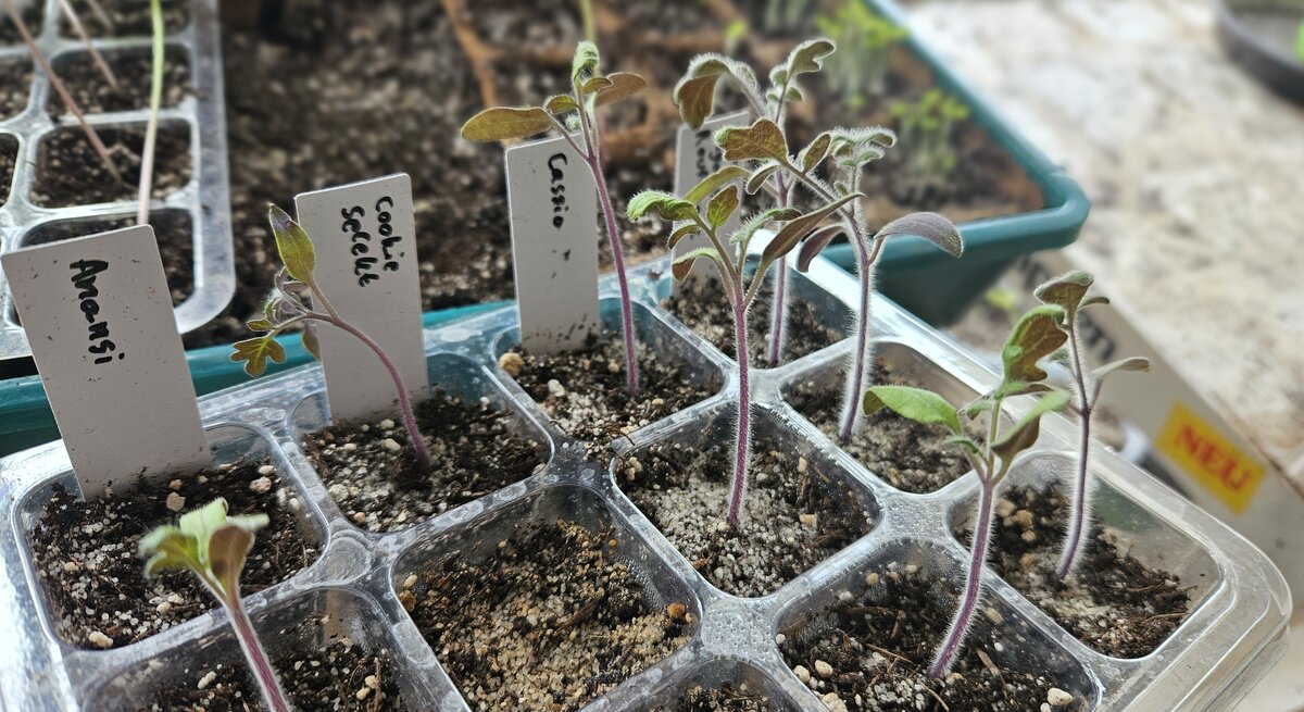 Tomatenjungpflanzen in einem kleinen Anzuchtgewächshaus aus durchsichtigen Plastik.