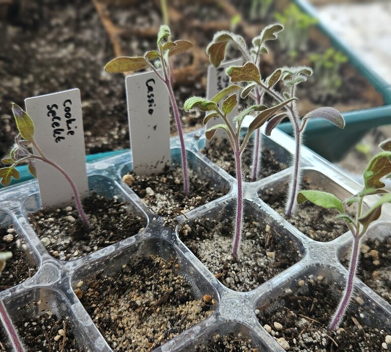 Tomatenjungpflanzen in einem kleinen Anzuchtgewächshaus aus durchsichtigen Plastik. | © Mattias Nemeth