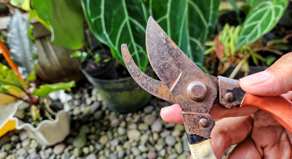 Eine Hand hält eine stark verrostete Gartenschere mit orangeweißem Griff vor großen dunkelgrünen Blättern und Blumentöpfen im Garten.