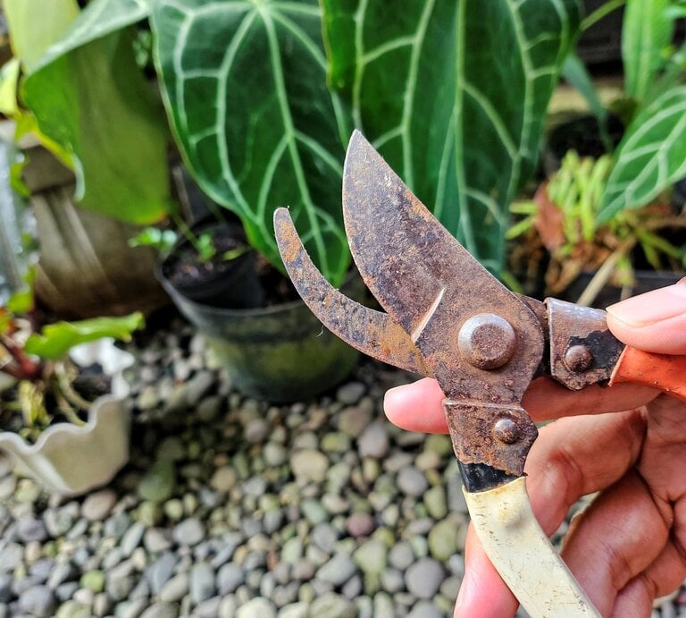 Eine Hand hält eine stark verrostete Gartenschere mit orangeweißem Griff vor großen dunkelgrünen Blättern und Blumentöpfen im Garten. | © Shutterstock/epsgalery85