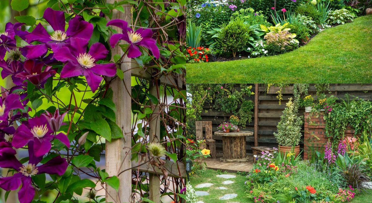 Üppige lila Clematisblüten ranken an einem Holzspalier; daneben grüne Wiese mit blühendem Beet und rustikale Sitzecke im Garten.