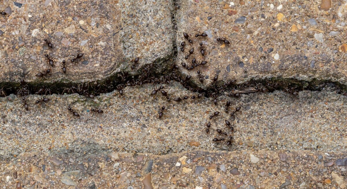 Dunkelbraune Ameisen krabbeln geschäftig auf rauem, sandfarbenen Pflastersteinen und sammeln sich entlang einer schmalen Ritze.