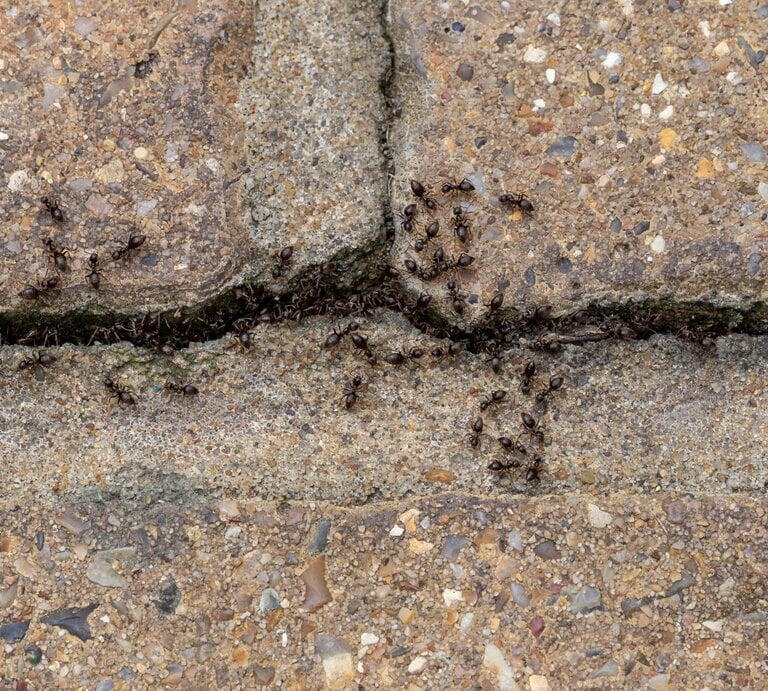 Dunkelbraune Ameisen krabbeln geschäftig auf rauem, sandfarbenen Pflastersteinen und sammeln sich entlang einer schmalen Ritze. | © Shutterstock/MagicBones