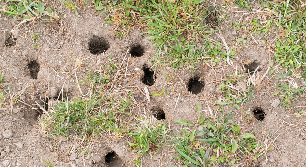 Mehrere kleine, dunkle Löcher im trockenen Erdreich zwischen spärlich wachsendem Gras und vereinzelten Pflanzen.