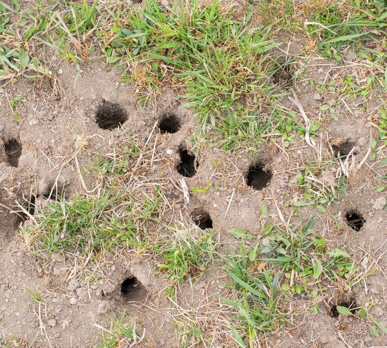 Mehrere kleine, dunkle Löcher im trockenen Erdreich zwischen spärlich wachsendem Gras und vereinzelten Pflanzen. | © Shutterstock/Tunatura