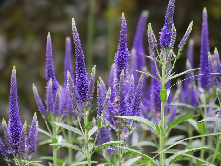Filigrane violette Blüten von Ehrenpreis auf schlanken Stängeln vor einem unscharfen, grünen Hintergrund in sommerlicher Atmosphäre. | © Shutterstock/Kabar