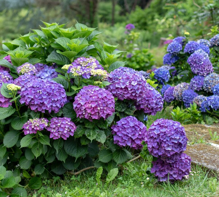 Ein dichter Hortensienstrauch mit violetten und blauen Blütenbällen, umgeben von grünen Blättern auf grasigem Untergrund. | © Shutterstock/Svetlana Zhukova