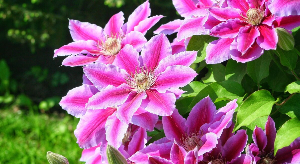 Üppige violett-rosafarbene Clematisblüten mit filigranen Staubblättern leuchten vor saftig grünem Blattwerk im Sonnenlicht.