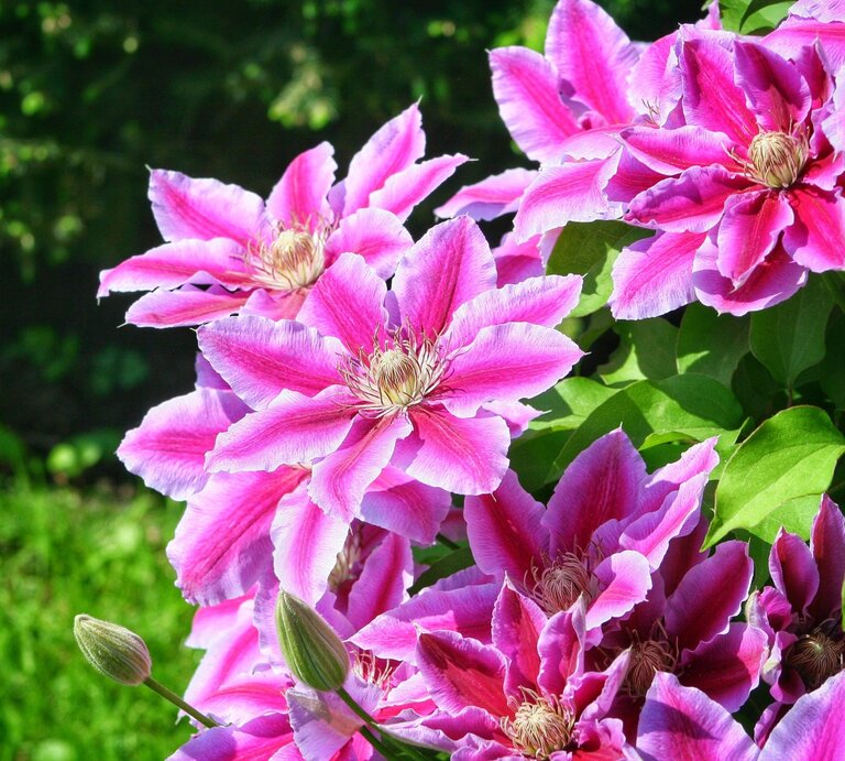 Üppige violett-rosafarbene Clematisblüten mit filigranen Staubblättern leuchten vor saftig grünem Blattwerk im Sonnenlicht. | © Shutterstock/daily_creativity