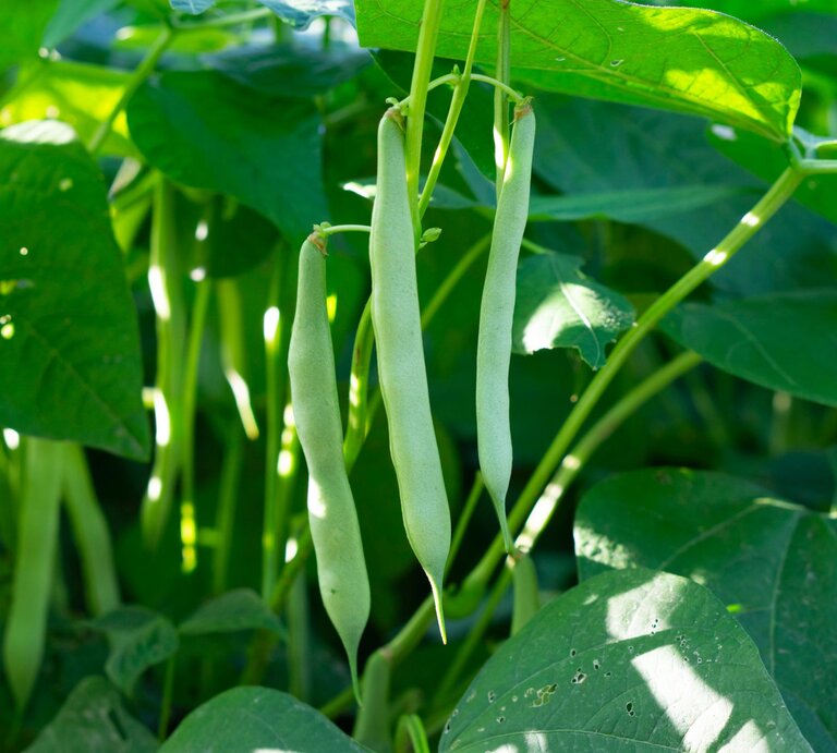 Reife grüne Bohnen hängen an langen Stielen zwischen dichtem, sonnendurchflutetem Laub im Gemüsegarten. | © Shutterstock/Catherine_P