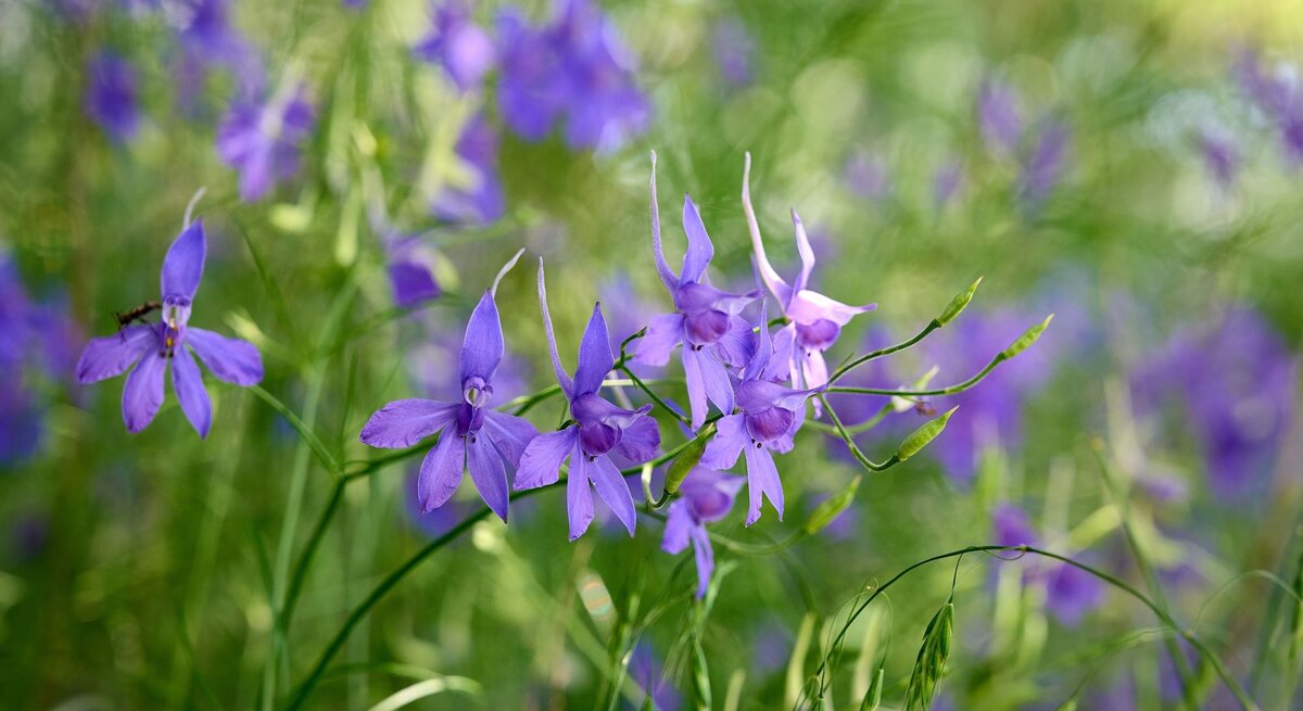 Zarte violette Blüten mit feinen Details blühen inmitten von grünen Gräsern, im Sonnenlicht leuchtet der Hintergrund weich und lebendig.