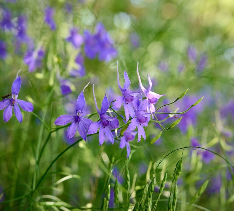 Zarte violette Blüten mit feinen Details blühen inmitten von grünen Gräsern, im Sonnenlicht leuchtet der Hintergrund weich und lebendig. | © Shutterstock/Kylbabka