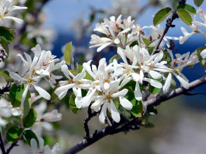 Zarte weiße Blüten an einem Ast mit grünen Blättern, vor einem tiefblauen, unscharfen Hintergrund in einer Frühlingsszene. | © Shutterstock/Jon Benedictus