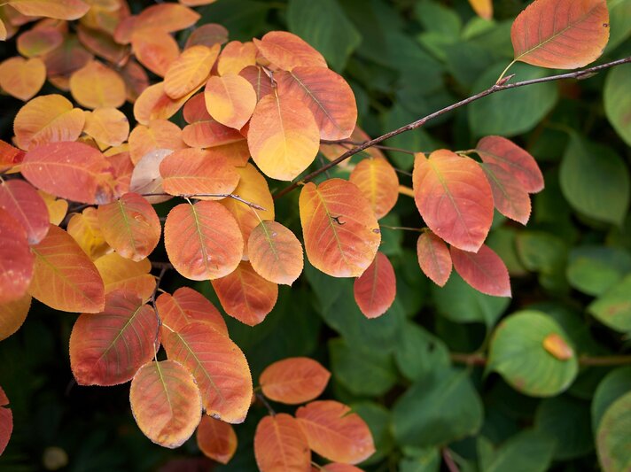 Ast mit leuchtend orange-roten Herbstblättern vor einem Hintergrund aus tiefgrünen Blättern in stimmungsvoller Natur. | © Shutterstock/simona pavan