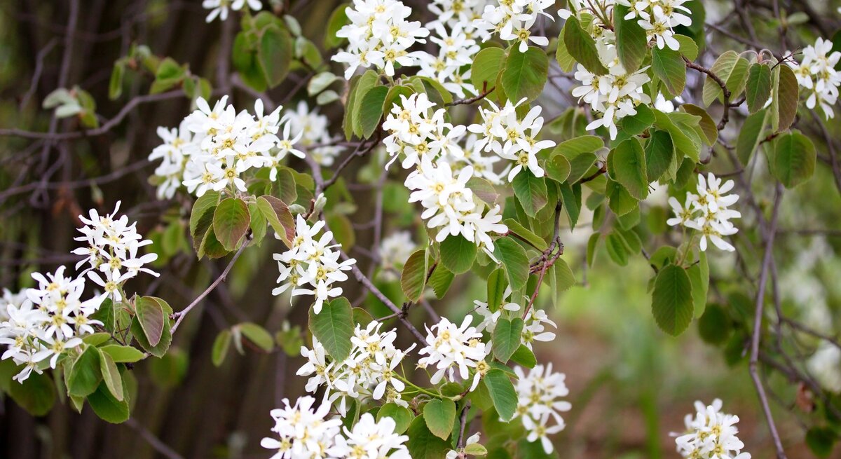 Zarte Blüten mit weißen Blättern trotzen an schlanken Ästen im Licht eines üppigen Frühlingstages.