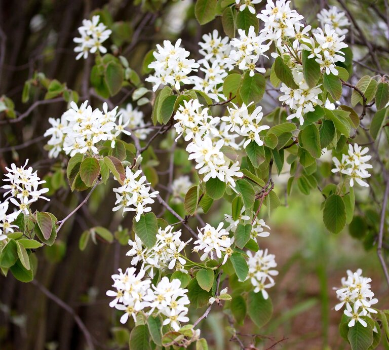 Zarte Blüten mit weißen Blättern trotzen an schlanken Ästen im Licht eines üppigen Frühlingstages. | © Shutterstock/islavicek