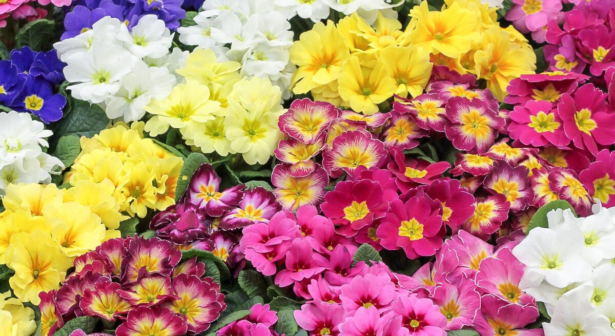 Farbenfrohe Primelblüten in Gelb, Pink, Weiß, Blau und Violett liegen dicht beieinander auf grünen Blättern.