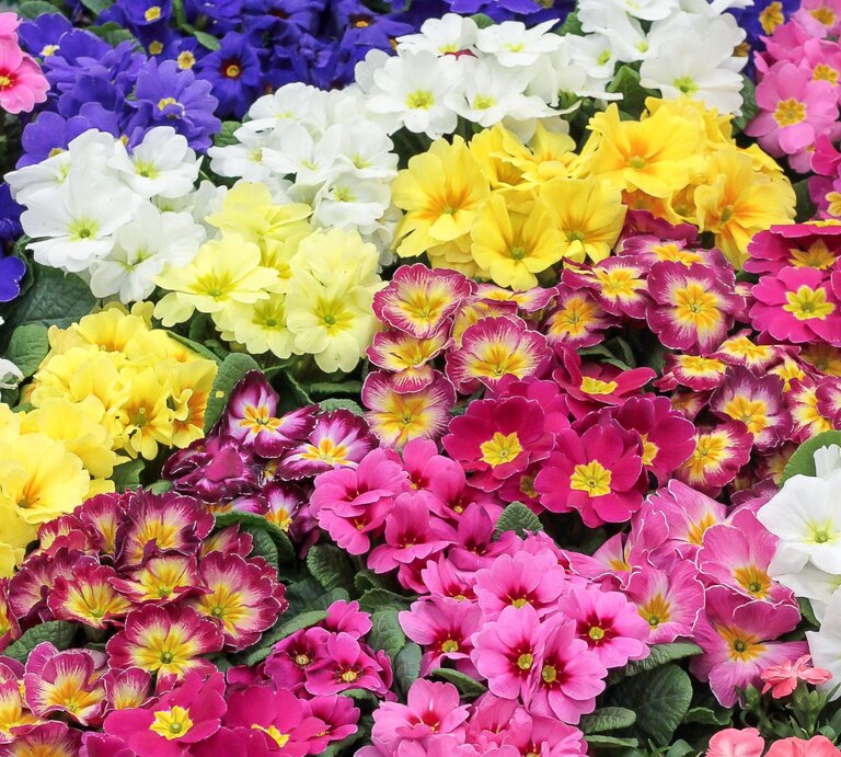 Farbenfrohe Primelblüten in Gelb, Pink, Weiß, Blau und Violett liegen dicht beieinander auf grünen Blättern. | © Shutterstock/Eugene_may