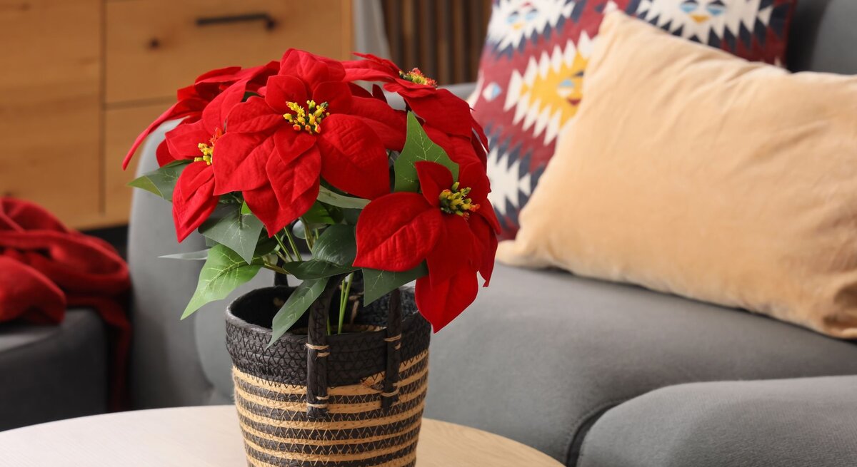 Ein leuchtend roter Weihnachtsstern in einem geflochtenen Korb steht auf einem hellen Holztisch, im Hintergrund ein graues Sofa mit bunten Kissen.