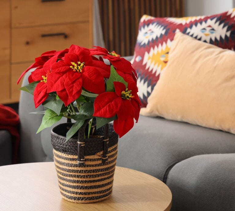 Ein leuchtend roter Weihnachtsstern in einem geflochtenen Korb steht auf einem hellen Holztisch, im Hintergrund ein graues Sofa mit bunten Kissen. | © Shutterstock/Pixel-Shot