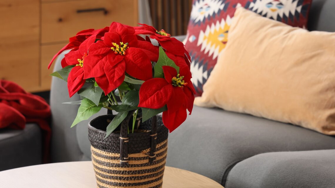 Weihnachtsstern bersommern: So gelingt es dir in 4 Schritten