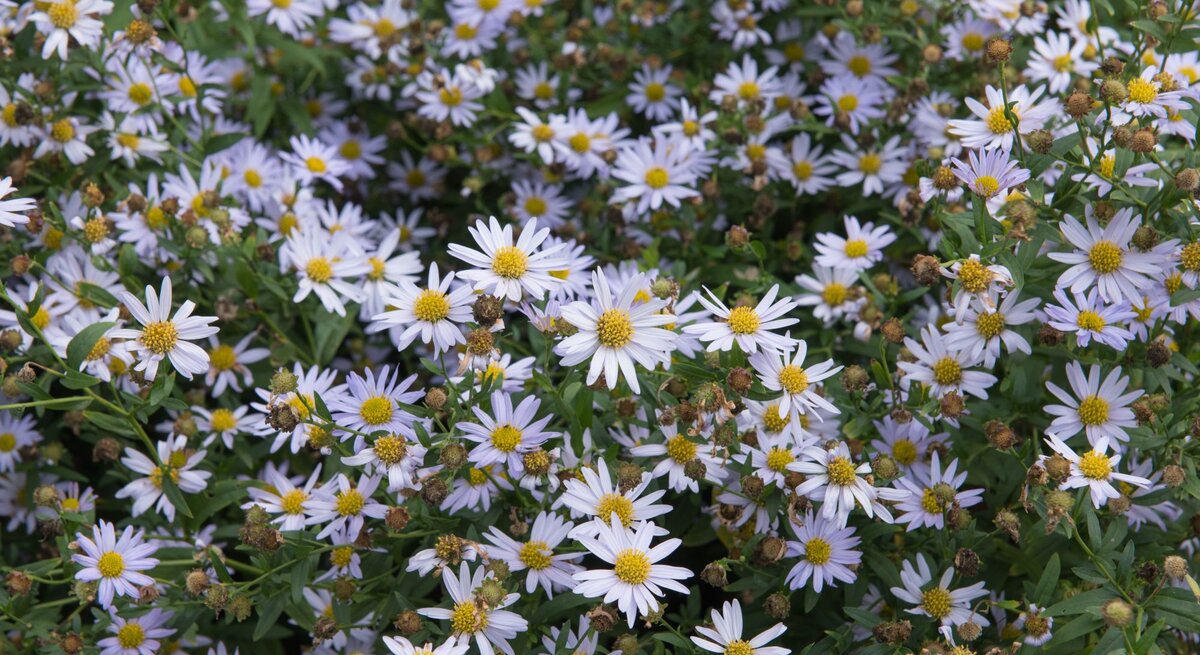 Ein dichter Teppich aus kleinen, hellvioletten Blüten mit goldgelben Mittelpunkten auf grüner, buschiger Pflanzenbasis.