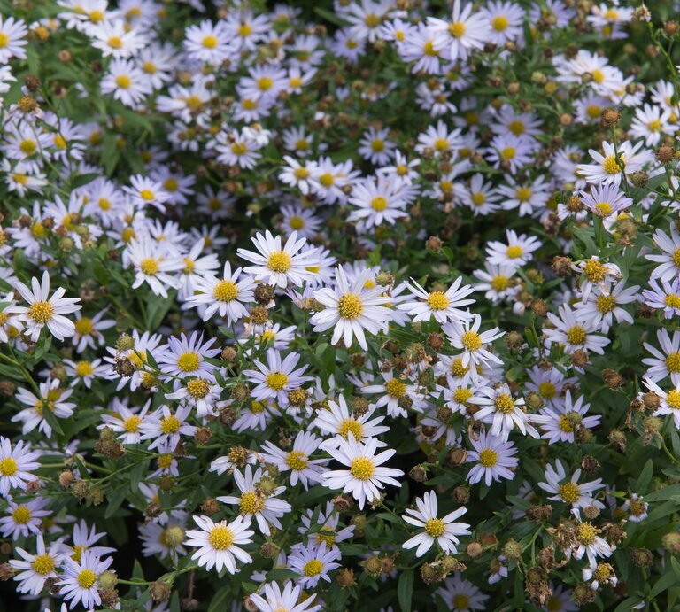 Ein dichter Teppich aus kleinen, hellvioletten Blüten mit goldgelben Mittelpunkten auf grüner, buschiger Pflanzenbasis. | © Shutterstock/Peter Turner Photography