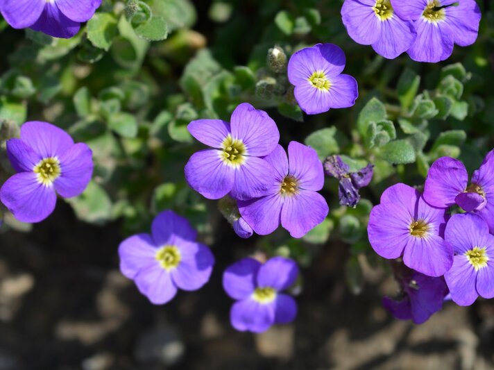 Violette Blüten mit gelbem Zentrum wachsen auf grünen Blättern in hellem Sonnenlicht vor einem erdigen Hintergrund. | © Shutterstock/Nahhana