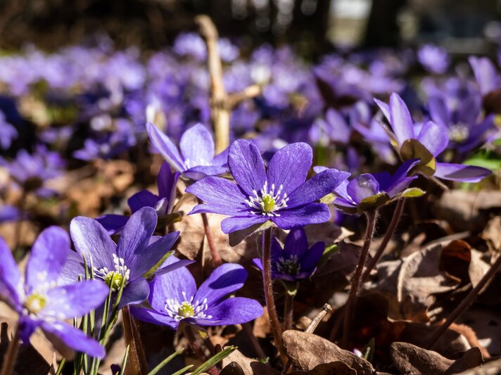 Nahaufnahme von violetten Frühlingsblüten mit weißen Staubgefäßen, umgeben von braunen Blättern in sonniger Waldkulisse. | © Shutterstock/Kristine Rad