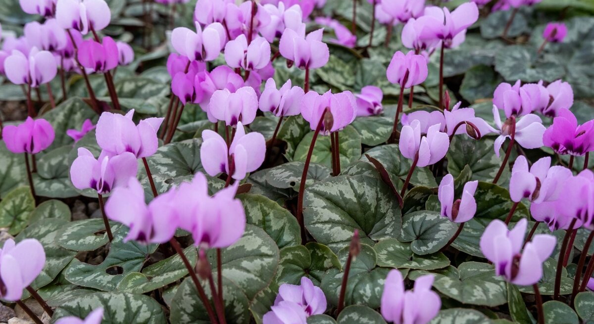 Zarte, pink-weiße Blüten mit eleganten Stielen blühen über grünen, silbrig gemusterten Blättern auf Kiesboden.