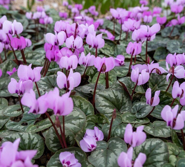 Zarte, pink-weiße Blüten mit eleganten Stielen blühen über grünen, silbrig gemusterten Blättern auf Kiesboden. | © Shutterstock/Sandris Veveris