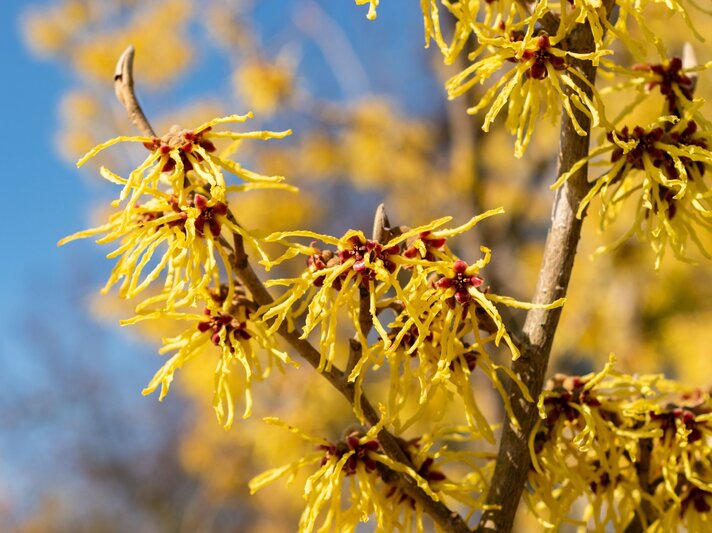 Zweige mit leuchtend gelben Zaubernussblüten und roten Blütenansätzen vor klarem, strahlend blauem Himmel. | © Shutterstock/Robert Buchel